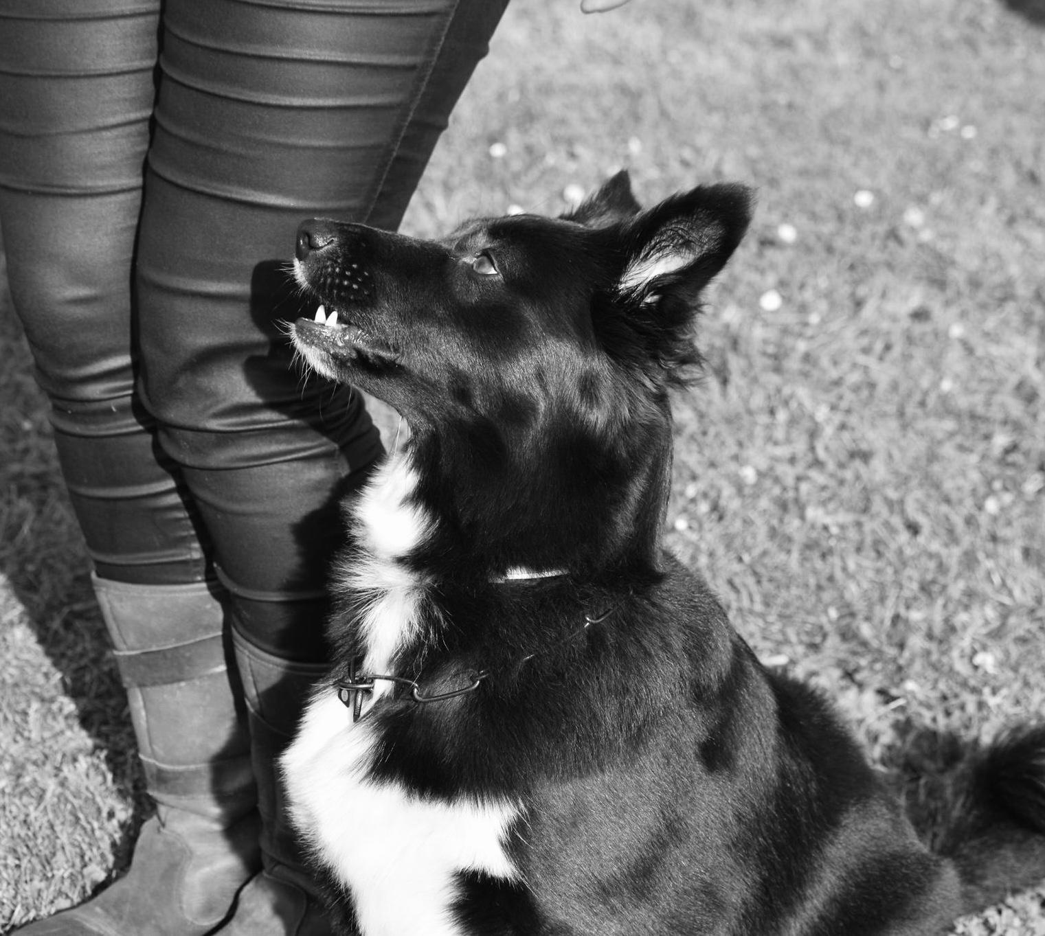 honden uitlaatservice maastricht