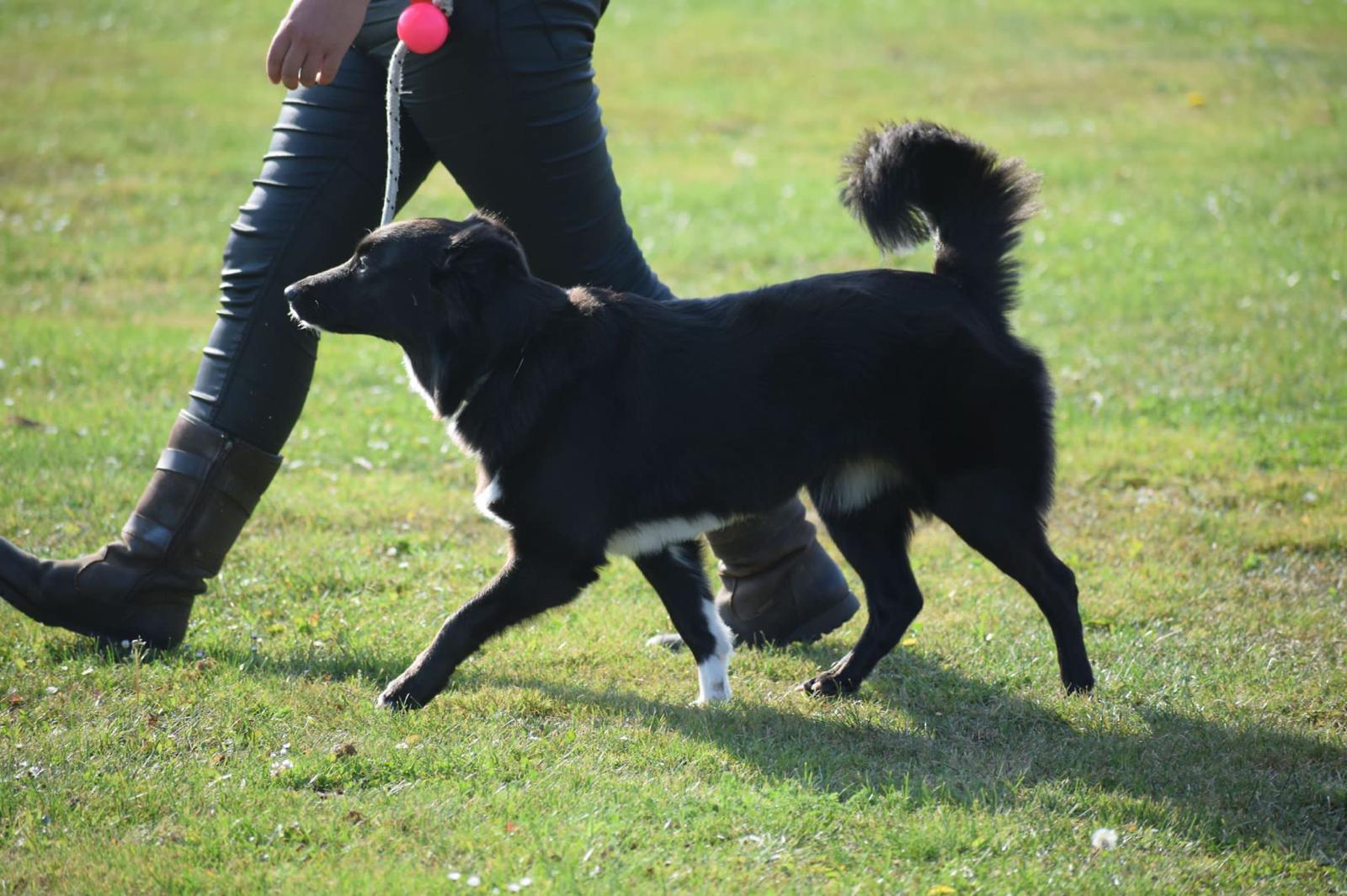 honden uitlaatservice maastricht
