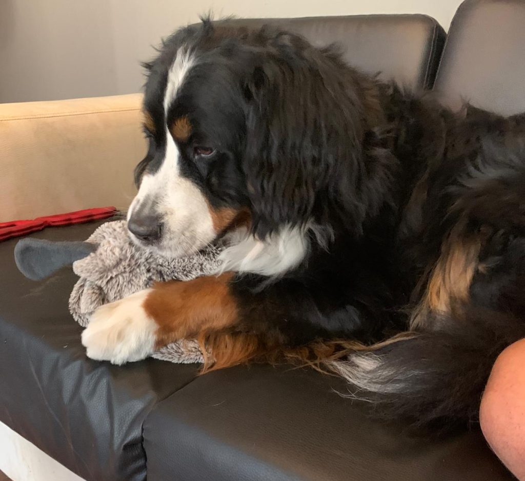 honden uitlaatservice maastricht