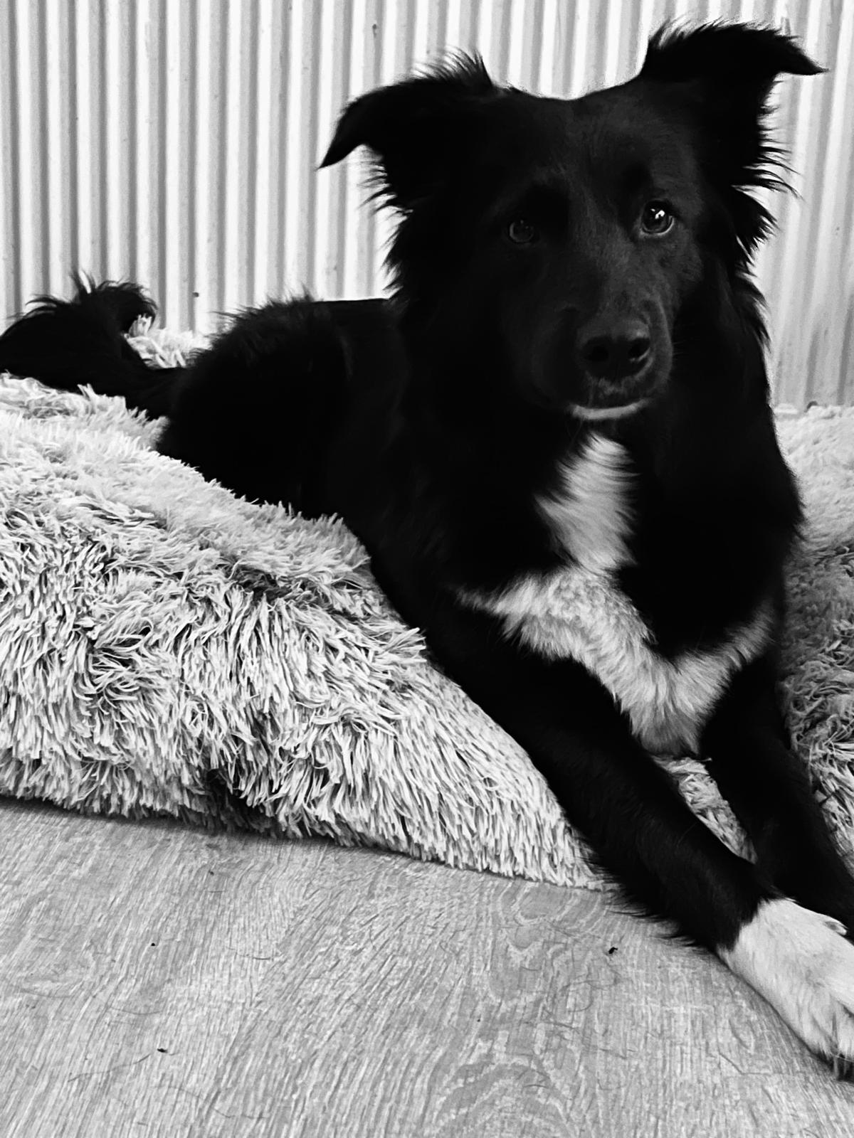 honden uitlaatservice maastricht