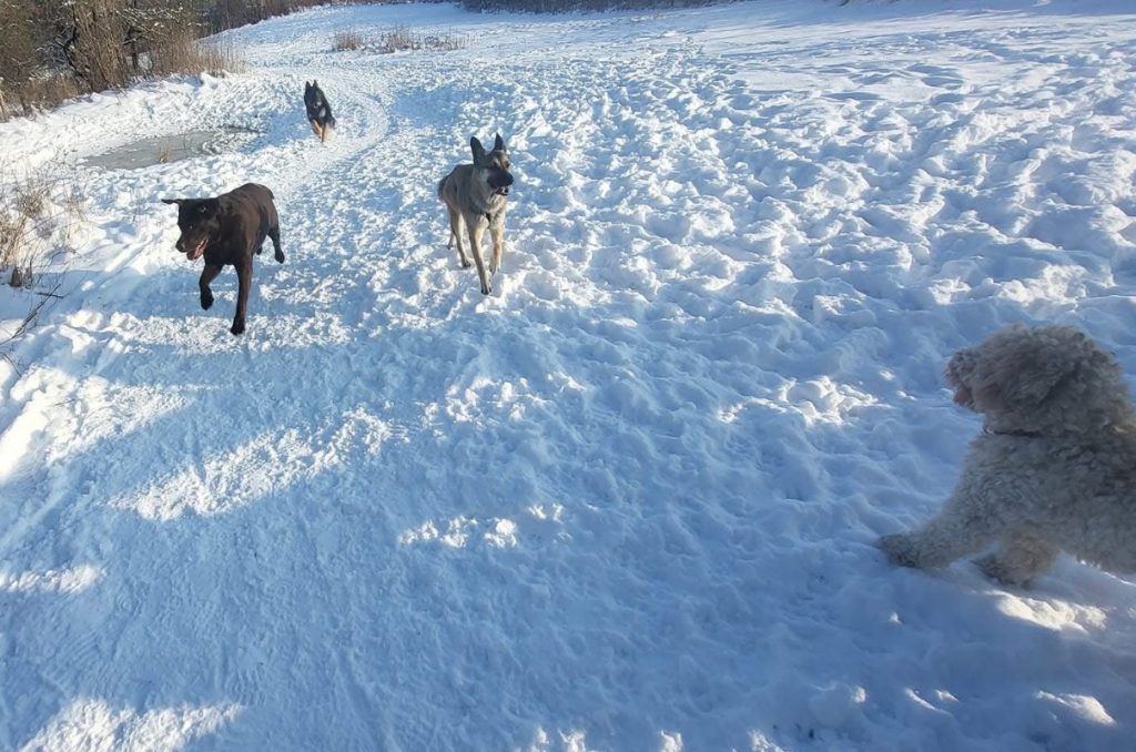 honden uitlaatservice maastricht