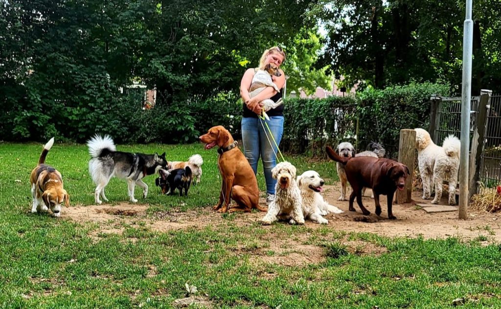 honden uitlaatservice maastricht