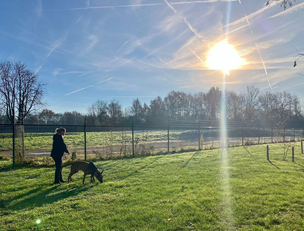 honden uitlaatservice maastricht