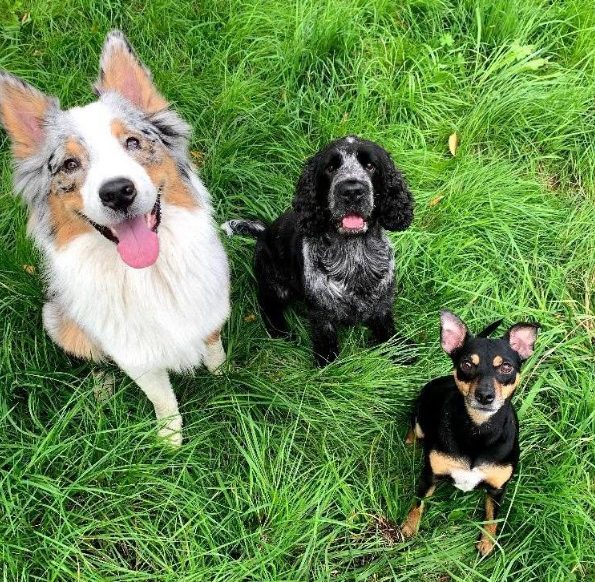 honden uitlaatservice maastricht